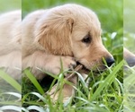 Small #4 English Cream Golden Retriever