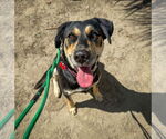 Small #4 Labrador Retriever Mix