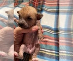 Small Photo #2 Chi-Chi Puppy For Sale in SOUTHERN PINES, NC, USA