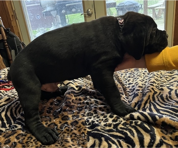 Medium Photo #6 Cane Corso Puppy For Sale in NEW DERRY, PA, USA