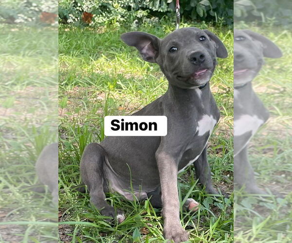 Medium Photo #1 American Pit Bull Terrier Puppy For Sale in FRAMINGHAM, MA, USA