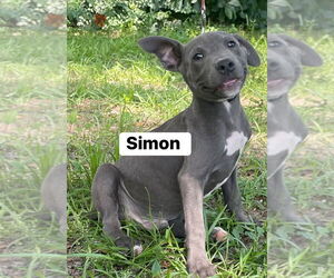 American Pit Bull Terrier Dogs for adoption in FRAMINGHAM, MA, USA