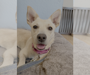 Chihuahua-Unknown Mix Dogs for adoption in Bellevue, WA, USA