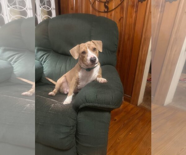Medium Photo #5 Beagle-Unknown Mix Puppy For Sale in Ocean Springs, MS, USA