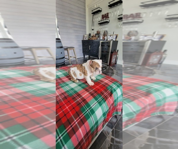 Medium Photo #5 English Bulldog Puppy For Sale in CAPE CORAL, FL, USA