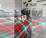 Small Photo #5 English Bulldog Puppy For Sale in CAPE CORAL, FL, USA