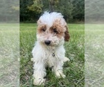 Small #31 Poodle (Miniature)