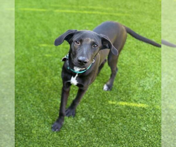 Medium Photo #1 Labrador Retriever-Unknown Mix Puppy For Sale in San Diego, CA, USA