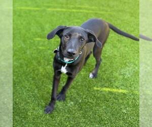 Medium Labrador Retriever Mix