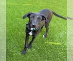 Small Labrador Retriever Mix