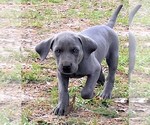Small Photo #7 Weimaraner Puppy For Sale in DEFUNIAK SPRINGS, FL, USA