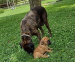 Small #4 Boxer