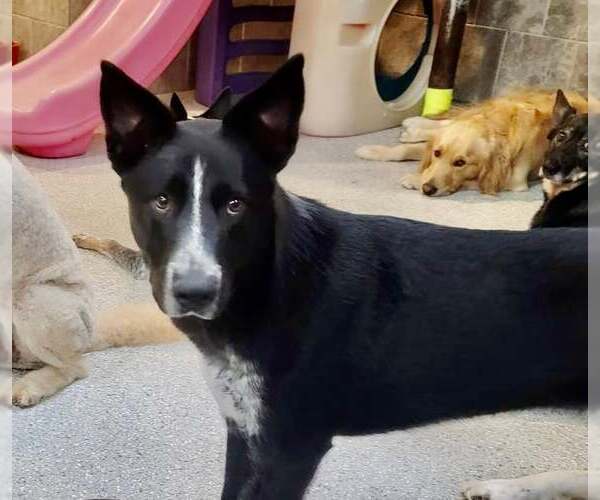 Medium Photo #13 Border Collie Puppy For Sale in Highland, IL, USA