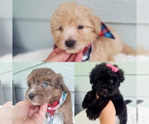 Aussiedoodle Miniature Puppy for sale in PALM BAY, FL, USA