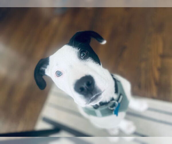 Medium Photo #5 Mutt Puppy For Sale in Plainfield, IL, USA