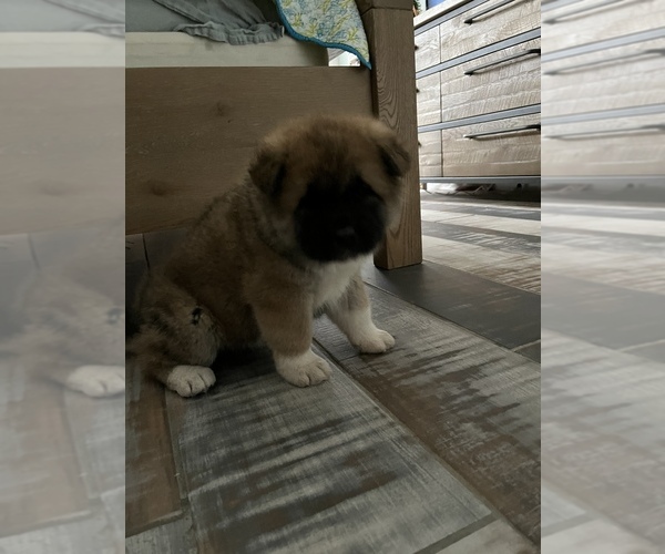 Medium Photo #6 Akita Puppy For Sale in MUNFORDVILLE, KY, USA