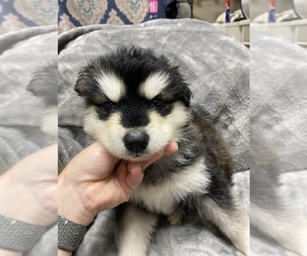 Medium Photo #1 Alaskan Malamute Puppy For Sale in HARTSELLE, AL, USA