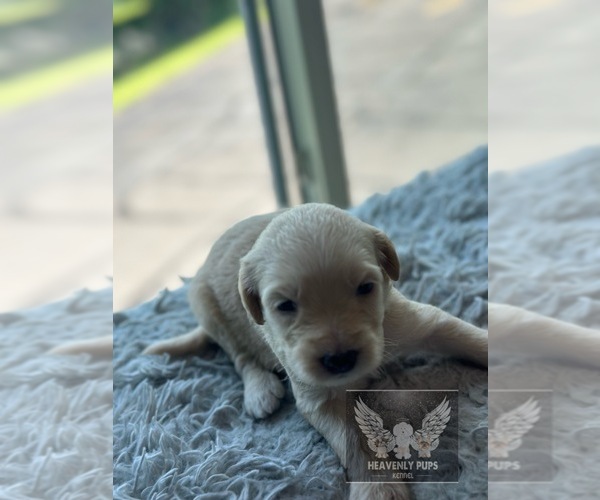 Medium Photo #7 Goldendoodle Puppy For Sale in DULUTH, MN, USA