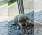 Small #6 Goldendoodle