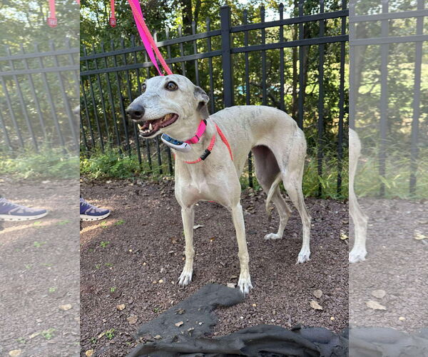 Medium Photo #1 Greyhound Puppy For Sale in Cherry Hill, NJ, USA