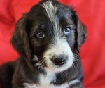 Puppy Red Border Collie-Bordoodle Mix