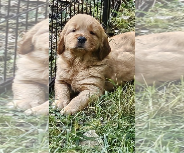 Medium Photo #2 Golden Retriever Puppy For Sale in CUMMING, GA, USA