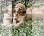 Small #1 Golden Retriever