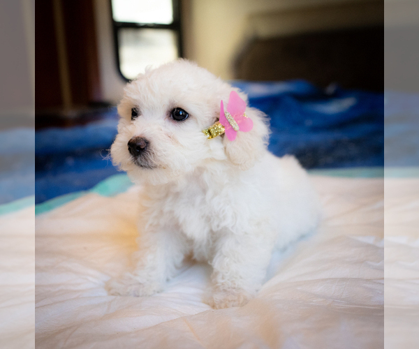 Medium Photo #2 Zuchon Puppy For Sale in ACTON, CA, USA