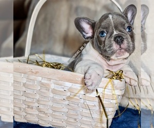 French Bulldog Puppy for sale in ELM GROVE, WI, USA