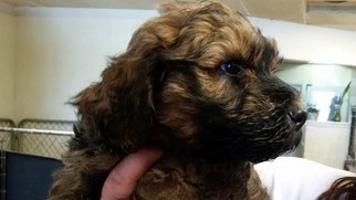 Whoodle Puppy for sale in HAMILTON, OH, USA