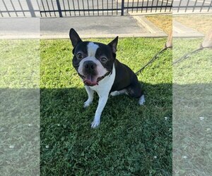 Faux Frenchbo Bulldog Dogs for adoption in Modesto, CA, USA