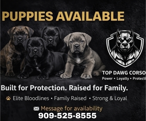 Medium Photo #1 Cane Corso Puppy For Sale in FONTANA, CA, USA