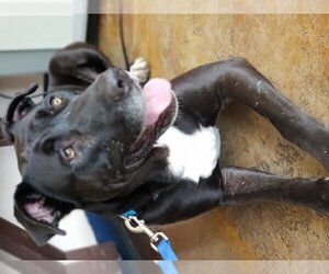 Lilly - Female Labrador Retriever-Unknown Mix Dog for Adoption - Photo #2