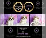 Small Photo #39 Maltipoo (Toy) Puppy For Sale in WARSAW, IN, USA