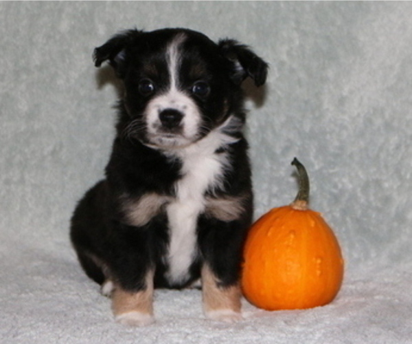 Medium Photo #2 Miniature American Shepherd Puppy For Sale in LUCK, WI, USA