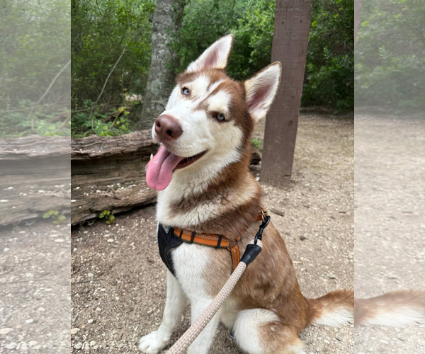 Medium Photo #4 Siberian Husky Puppy For Sale in Carrollton, TX, USA