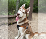 Small #3 Siberian Husky