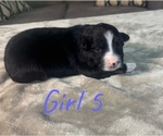 Small Photo #23 Australian Shepherd Puppy For Sale in SALISBURY, NC, USA