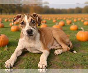 Fritz 26/739 - Male Mutt Dog for Adoption - Photo #5