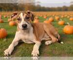 Small Photo #5 Mutt Puppy For Sale in Talladega, AL, USA