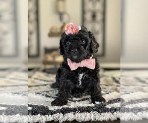 Maltipoo-Poodle (Toy) Mix Puppy for sale in HESPERIA, CA, USA
