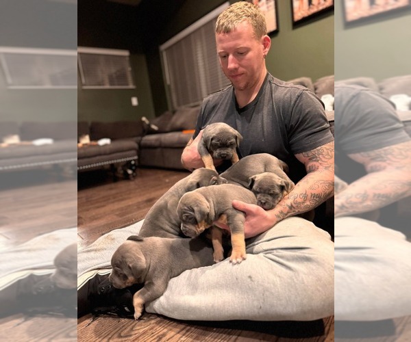 Medium Photo #1 American Bully Puppy For Sale in DENNY CREEK, WA, USA