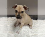 Small #3 American Pit Bull Terrier-Labrador Retriever Mix