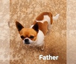 Small #6 Chihuahua
