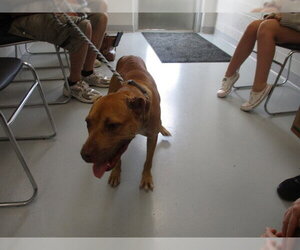 American Staffordshire Terrier Dogs for adoption in Ocala, FL, USA