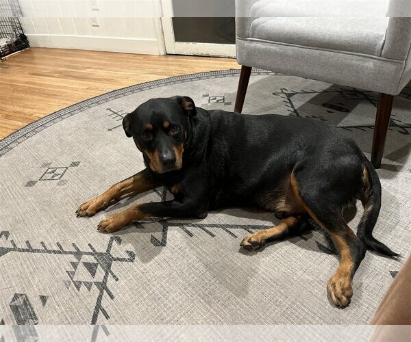 Medium Photo #2 Rottweiler Puppy For Sale in Tustin, CA, USA
