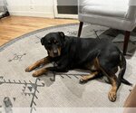 Small #1 Rottweiler