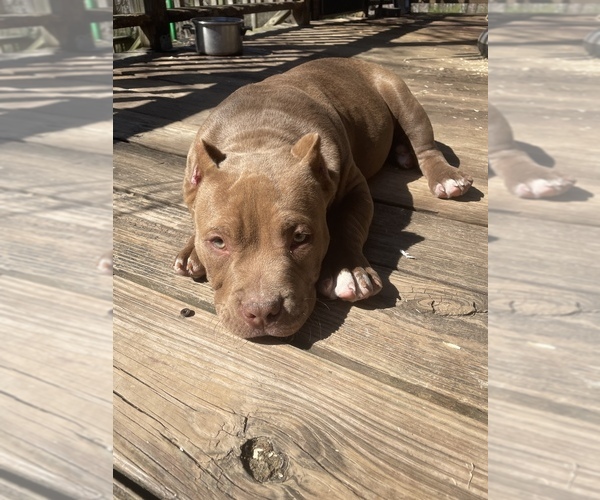Medium Photo #1 American Bully Puppy For Sale in RANDLEMAN, NC, USA