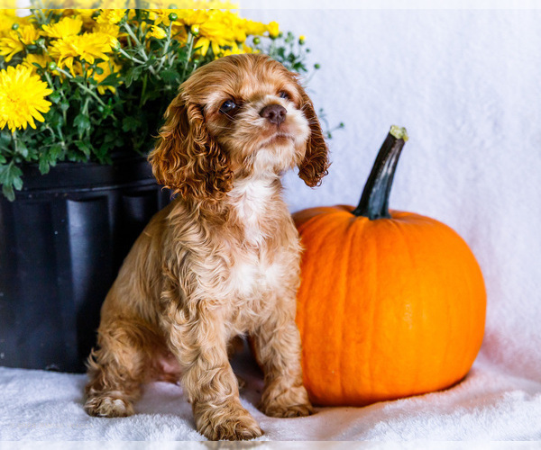 Medium Photo #6 Cocker Spaniel Puppy For Sale in WAKARUSA, IN, USA