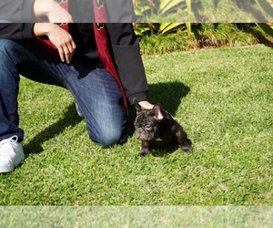 French Bulldog Puppy for sale in DOWNEY, CA, USA